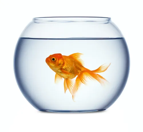 Stop met scrollen. Start met groeien.